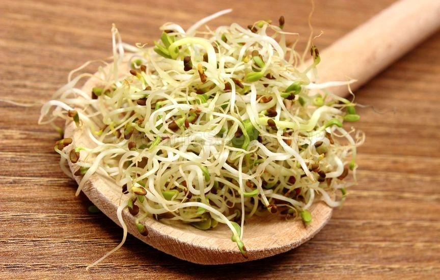 Why is it so hard to find alfalfa sprouts?