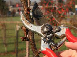 Tree Removal Services in Van Nuys: Enhancing Safety and Aesthetics
